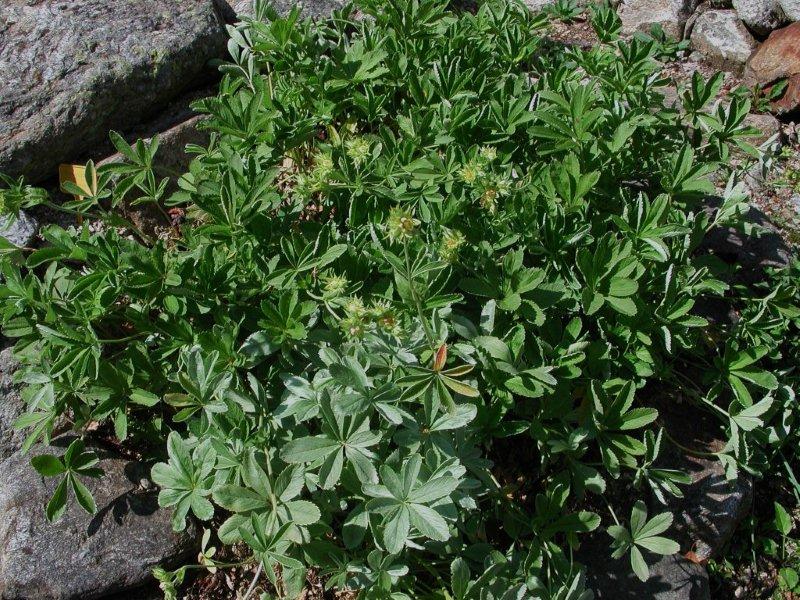 Potentilla valderia / Cinquefoglie di Valdieri